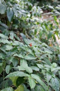 Solanacio plant with red berries